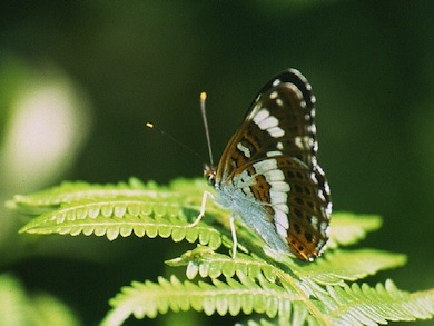 White admiral on bracken © Mike Waite