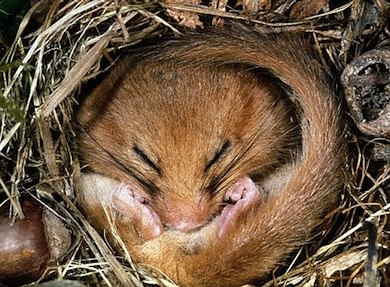 Common dormouse © John Robinson/CEC