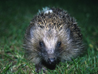 Hedgehog © Nigel Reeve