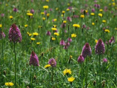 Pyramidal orchids at Coulsdon Memorial Recreation Ground © Mike Waite