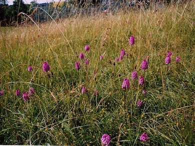 Pyramidal orchids at Coulsdon Memorial Recreation Ground © Andrew Williams