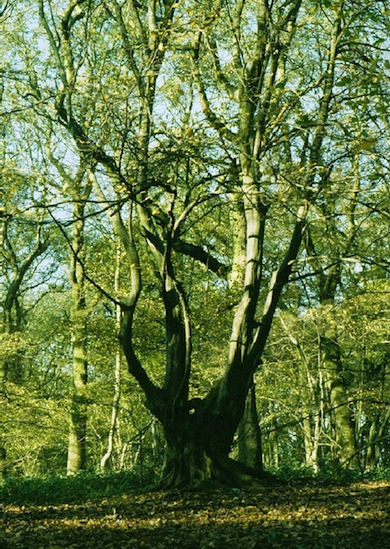 Ancient hornbeam pollard in Scratch Wood © Jan Hewlett