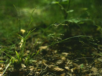 Southern wood-rush © Mike Waite