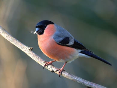 Bullfinch, male © RSPB Images