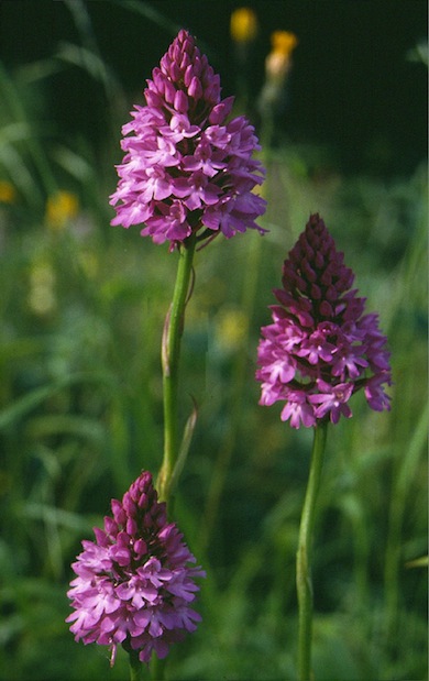 Pyramidal orchids © Mike Waite