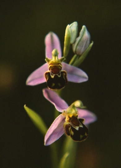 Bee orchid © Mike Waite