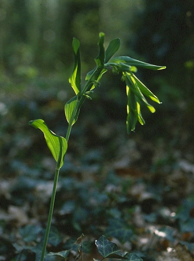 Solomon's-seal © Mike Waite