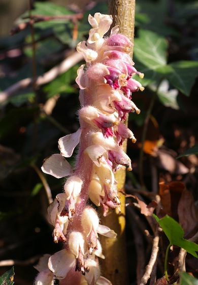 Toothwort © Mike Waite