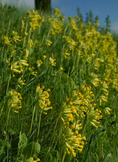 Cowslips © Mike Waite