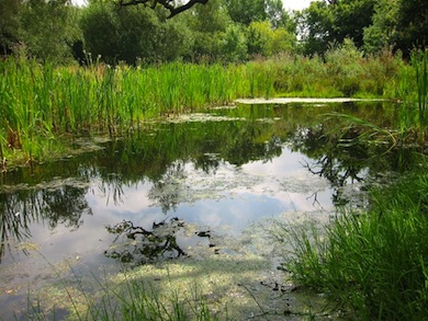 View over the damselfly pond at Bedfords Park © Tony Gunton