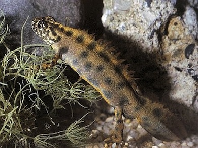 Great crested newt © Will Atkins