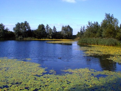 View over Belhus Lake © Tony Gunton
