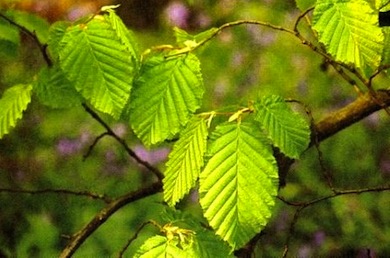 Hornbeam leaves © Meg Game