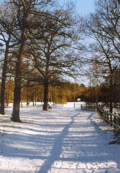 Havering Country Park under snow © Alan Cooper