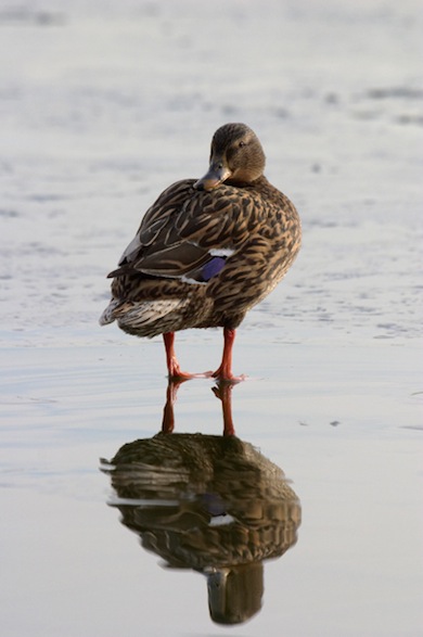 Mallard duck © Jason Gallier