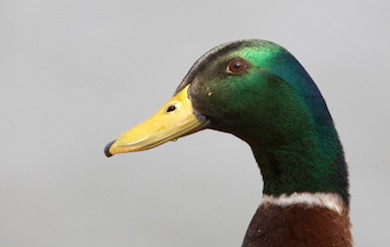 Mallard drake © Jason Gallier