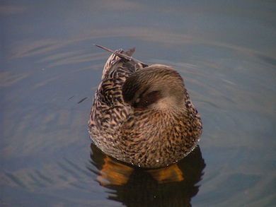 Mallard duck © Susy Hogarth
