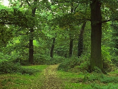 Horse Close Wood, Wimbledon Park © Dave Dawson