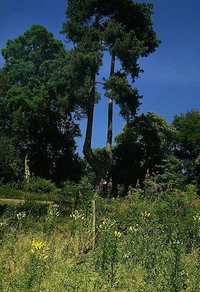 View at Cannizaro Park © Ian Yarham