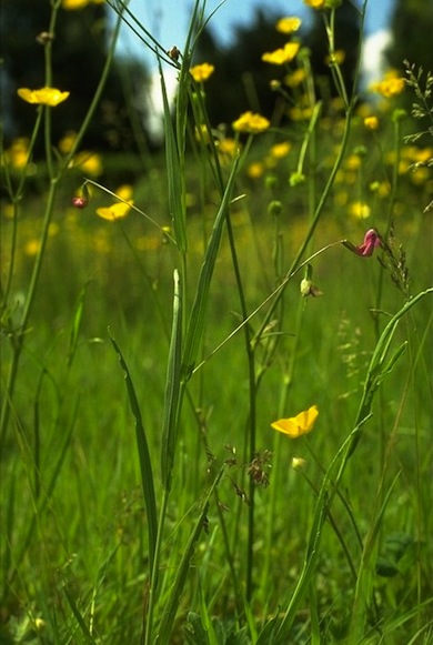 Grass vetchling © Dave Dawso