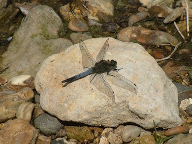 Black-tailed skimmer dragonfly © Stuart Colgate
