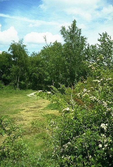 Oakleigh Way Nature Area © Ian Yarham