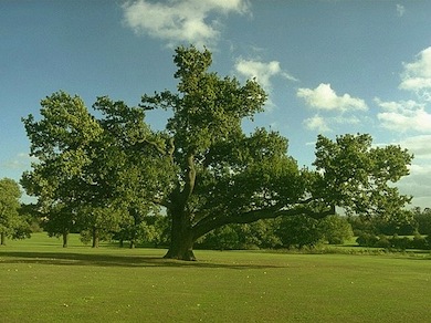 Mature oak in Morden Park © Ian Yarham