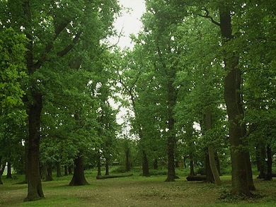 Cherry Wood © Martin Boyle