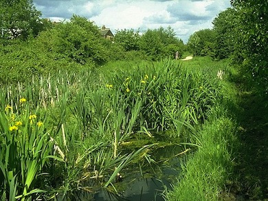 The wetland at Myrna Close Valley © Ian Yarham