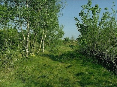Merton Park Green Walks © Ian Yarham