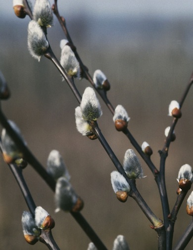 Grey willow catkins (pussy willows) © Mike Waite