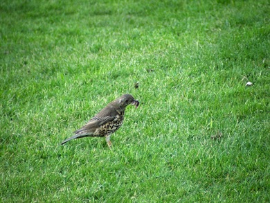 Mistle thrush © Susy Hogarth