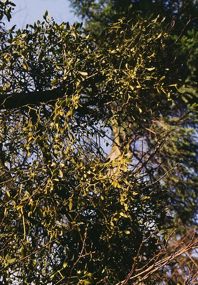 Mistletoe © Mike Waite
