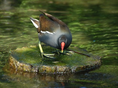 Moorhen © André Van-Looy