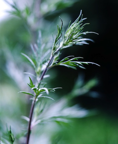Mugwort © Gavin Kingcombe