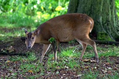 Muntjac © Jason Gallier