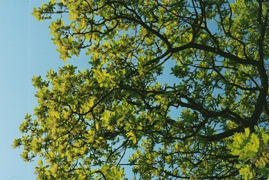 Oak leaves in spring © Mike Waite