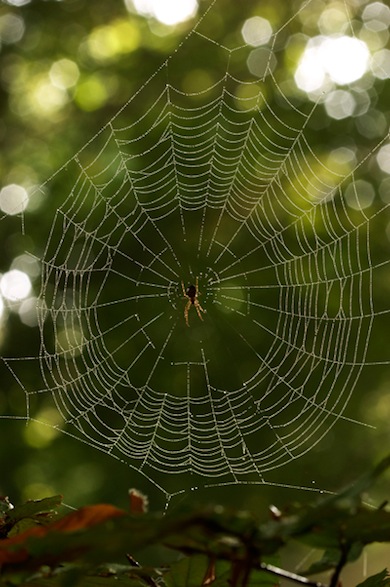 Garden spider © Jason Gallier