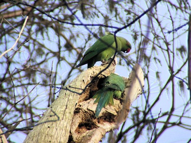 Rose-ringed parakeets nesting © Susy Hogarth