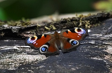 Peacock butterfly © Jason Gallier