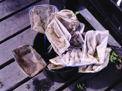 Pond-dipping equipment © Gavin Kingcombe