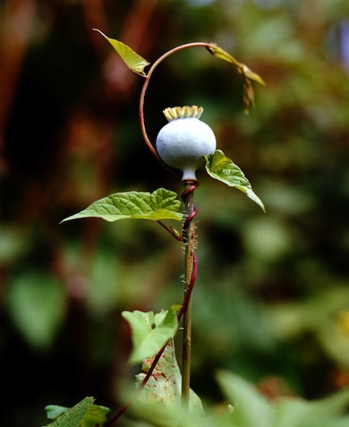 Poppy seed-head © Gavin Kingcombe