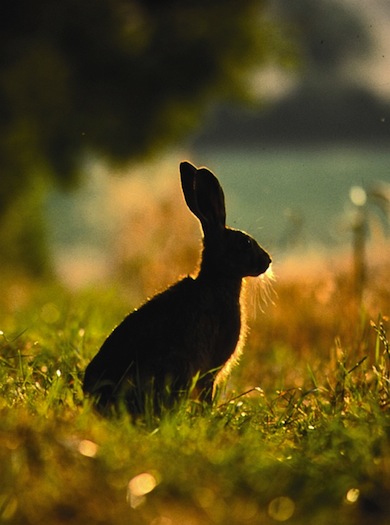 Brown hare © Andy Fisher
