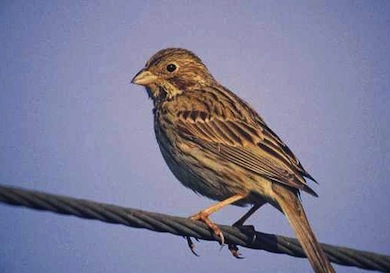 Corn bunting © P N Watts/English Nature
