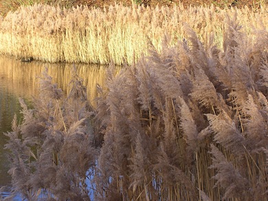 Reedbeds © Mike Waite