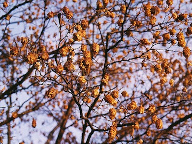 Hornbeam in autumn © Mike Waite