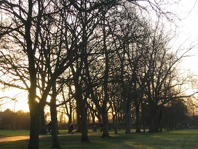 Ham Avenues © Charlotte Williams