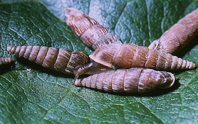 Two-lipped door snails © Mike Waite