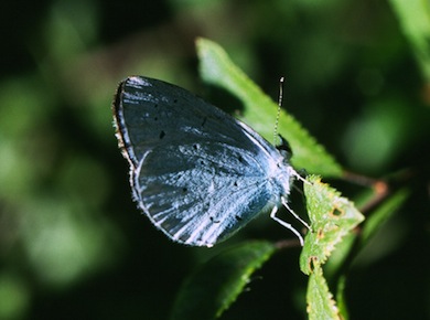 Holly blue butterfly © Mike Waite