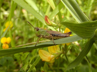 Meadow grasshopper © London Wildlife Trust